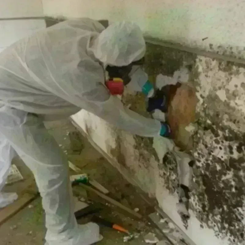 Mold Remediation and Removal in Tremont, PA